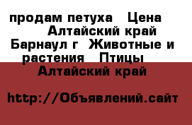 продам петуха › Цена ­ 400 - Алтайский край, Барнаул г. Животные и растения » Птицы   . Алтайский край